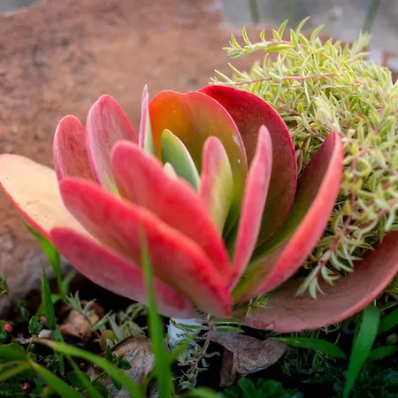 Ktima Argyrou Stegna *