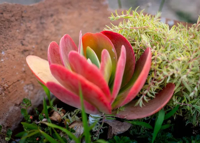 Ktima Argyrou Stegna *